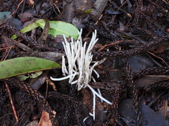 Clavaria alboglobospora