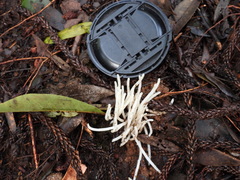 Clavaria alboglobospora