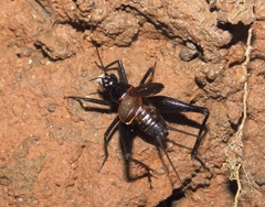 Melanotes ornata