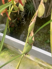 Maxillaria tenuifolia