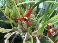 Maxillaria tenuifolia