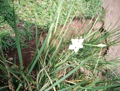 Dietes