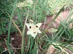Dietes