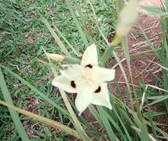 Dietes
