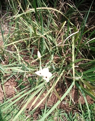 Dietes