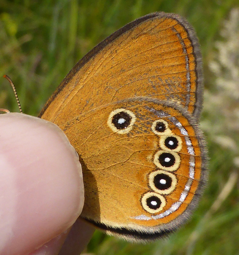 False Ringlet