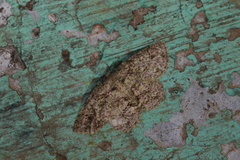 Bryoptera subbrunnea