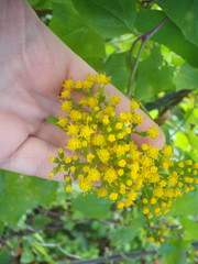 Delairea odorata