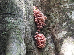 Mycena clarkeana