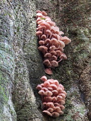 Mycena clarkeana