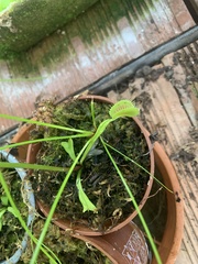 Dionaea