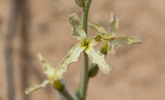 Matthiola fragrans