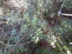 Zanthoxylum brachyacanthum