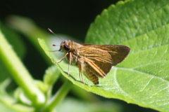 Parnara amalia