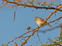 Crithagra reichenowi