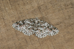 Bryoptera subbrunnea