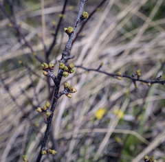 Prunus fruticosa