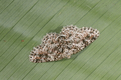 Bryoptera subbrunnea