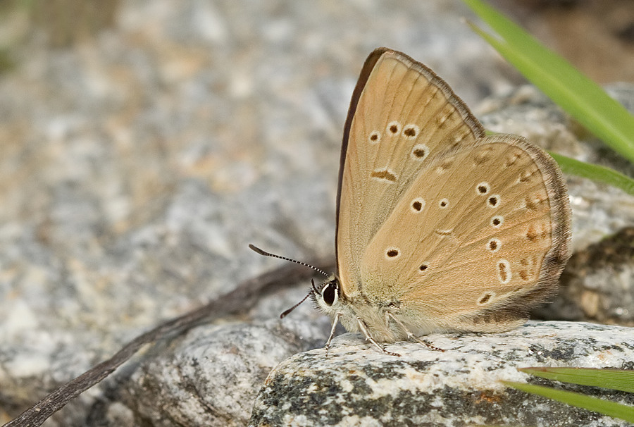 Agrodiaetus