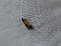 Schiffermuelleria schaefferella