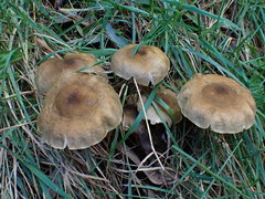 Armillaria luteobubalina
