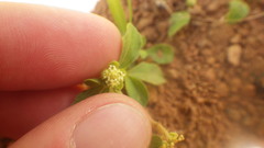 Acanthospermum glabratum