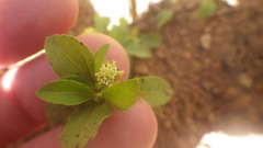 Acanthospermum glabratum