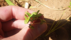 Acanthospermum glabratum