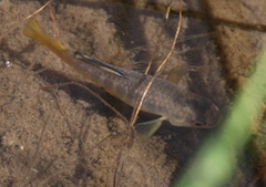 Mediterranean Toothcarp photo 4