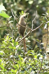 Colius striatus rhodesiae