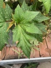 Begonia