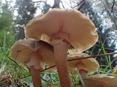Armillaria luteobubalina