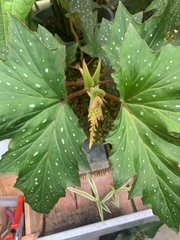 Begonia