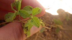 Acanthospermum glabratum