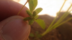 Acanthospermum glabratum