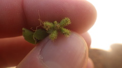 Acanthospermum glabratum