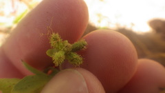 Acanthospermum glabratum