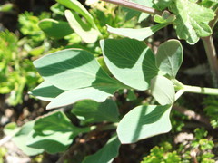 Tauschia stricklandii