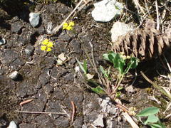 Tauschia stricklandii