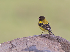 Serinus nigriceps