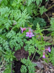 Geranium robertianum