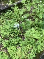 Alliaria petiolata