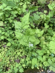 Alliaria petiolata