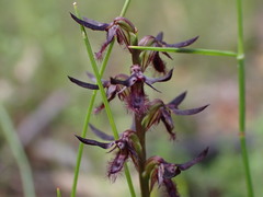 Genoplesium simulans