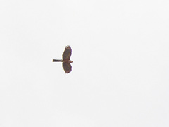 Accipiter rufiventris perspicillaris