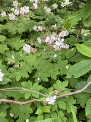 Darmera peltata