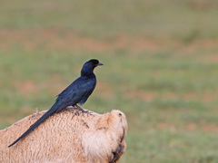 Onychognathus salvadorii