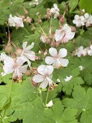 Darmera peltata