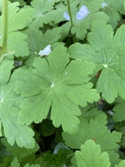 Darmera peltata