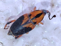 Metamasius sericeus